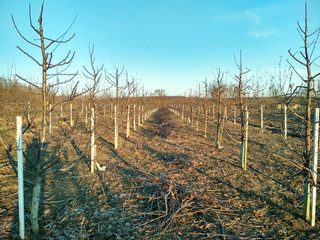 Fototapeta premium Pruning apple tree in orchard. A apple orchard in the sun on a blue sky day.