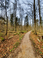 Puszcza Białowieska. Podlasie, Polska.