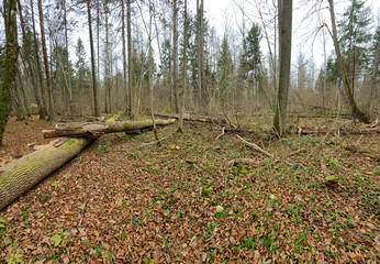 Puszcza Białowieska. Podlasie, Polska.