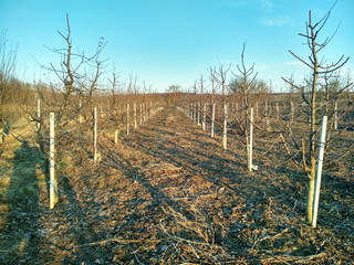Fototapeta na wymiar Pruning apple tree in orchard. A apple orchard in the sun on a blue sky day.