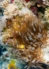 seabed in the red sea with coral and fish