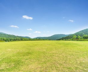 Green grass and trees in the nature park