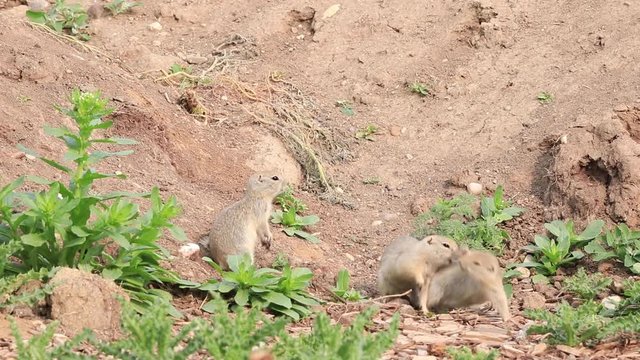 Richardson Ground Squirrels learning to fight