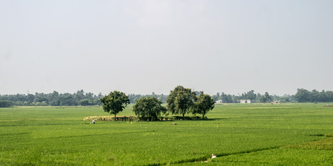Fototapeta na wymiar Trees on green spring meadow. Countryside Agricultural field background. Agriculture greenery filled with cereal crop. Beautiful nature scenery. Clear sky at sunset time. Rural India summer landscape.