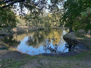 Obraz premium lake among the trees in the park