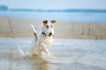 Fox Terrier am Strand läuft freudig durch das blaue Wasser - 305639670