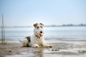 Fox Terrier am Strand - obrazy, fototapety, plakaty