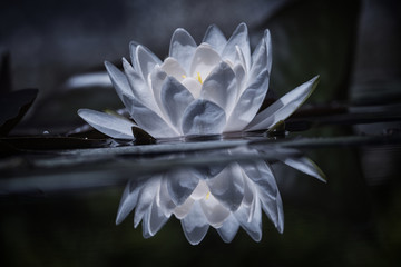 Water lily in a pond with reflections in the water