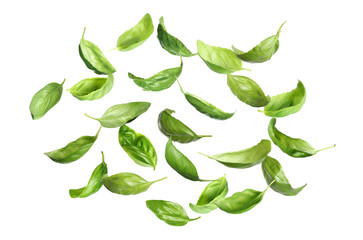 Fresh green basil leaves falling on white background