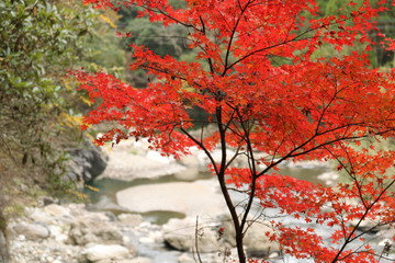 紅葉