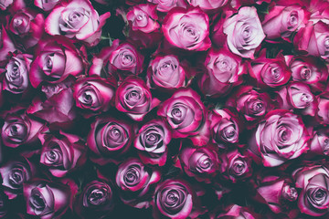 Pink rose flowers background