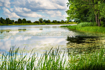 River landscape in summer