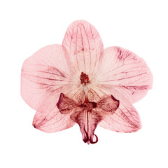 pink orchid dry delicate flowers and petals, pressed isolated on white background