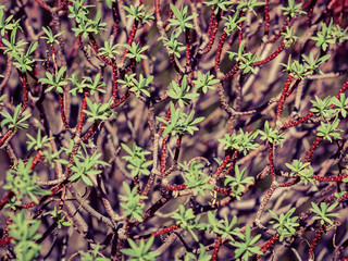 Close up of tiny branches with leaves