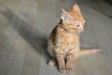 Cute, little ginger red baby cat. Close-up of a fluffy redhead kitten sitting on the floor with...
