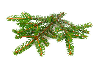 twig of fir isolated on white