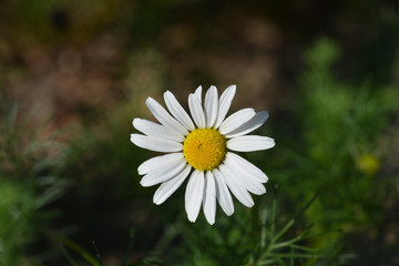 Obraz premium Wild chamomile
