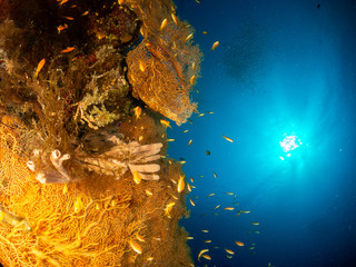 seabed in the red sea with coral and fish