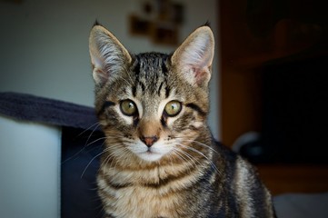 gato, cachorro, primer plano