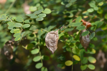 Common bladder senna