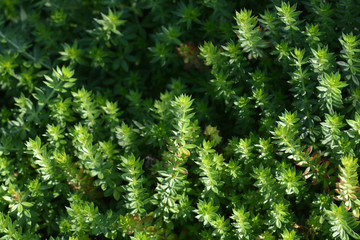 Caucasian crosswort