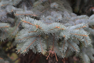Colorado blue spruce