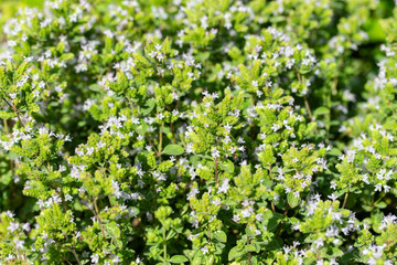 Fresh green blossom oregano, backdrop wallpaper background. Green bright sunny twigs of blooming oregano