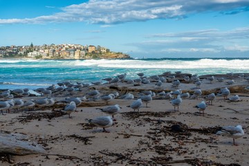 Seagulls on the beach, Bondi Beach Australia