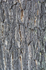 Eastern American black walnut