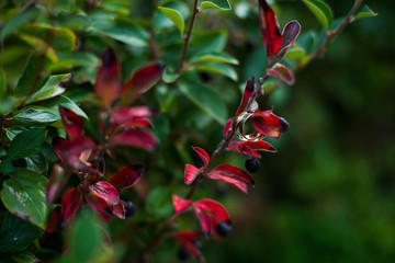Obraz premium wedding decorations and decorations, the bride's bouquet, lies and waits until the bride wears her wedding dress