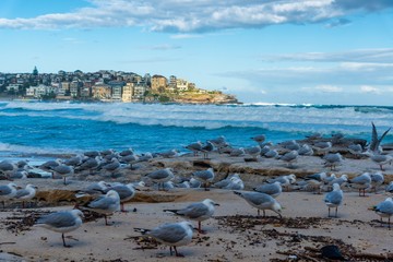 Bondi beach in Sydney,Australia.