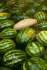 watermelons on the market