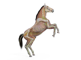 3d rendered medically accurate illustration of the equine anatomy © Sebastian Kaulitzki