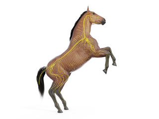 3d rendered medically accurate illustration of the equine anatomy - the nervous system - obrazy, fototapety, plakaty