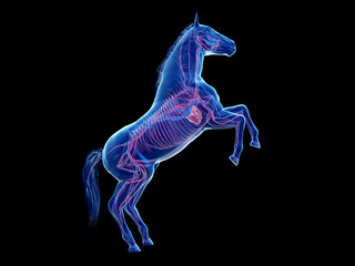 3d rendered medically accurate illustration of the equine anatomy - the vascular system