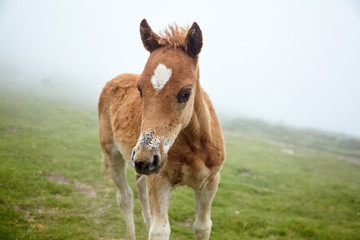 A foal with a white spot on his forehead walks in the pasture at a foggy summer day, closeup