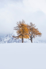 Beautiful Winter and Holiday background for Christmas with larch trees and snow. 