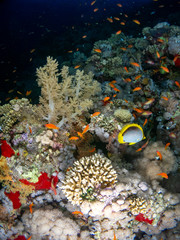 seabed in the red sea with coral and fish