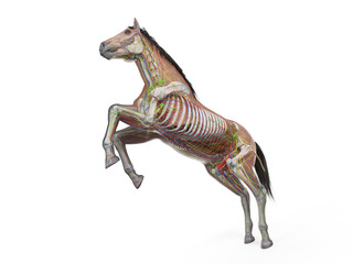 3d rendered medically accurate illustration of the equine anatomy