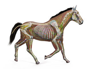 3d rendered medically accurate illustration of the equine anatomy © Sebastian Kaulitzki