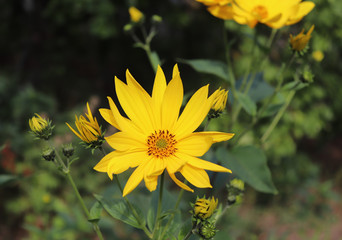 Growing yellow Helianthus Tuberosus Flower head against it's natural foliage background, also known as: Jerusalem artichoke, sunchoke, earth apple and topinambour. Food source.