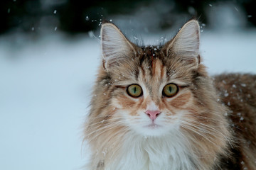 A portrait of a bold and beautiful norwegian forest cat female staring at the photographer © puteli