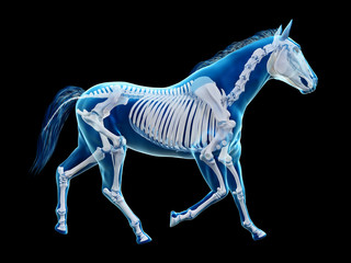 3d rendered medically accurate illustration of the equine anatomy - the skeleton © Sebastian Kaulitzki