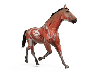 3d rendered medically accurate illustration of the equine anatomy - the muscle system © Sebastian Kaulitzki