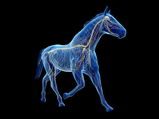 3d rendered medically accurate illustration of the equine anatomy - the nervous system © Sebastian Kaulitzki