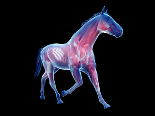3d rendered medically accurate illustration of the equine anatomy - the muscle system © Sebastian Kaulitzki
