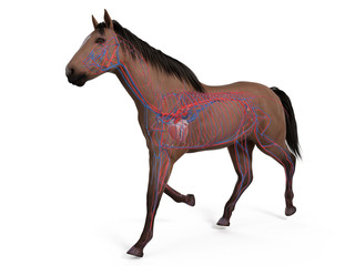 3d rendered medically accurate illustration of the equine anatomy - the vascular system