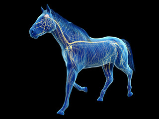 3d rendered medically accurate illustration of the equine anatomy - the nervous system