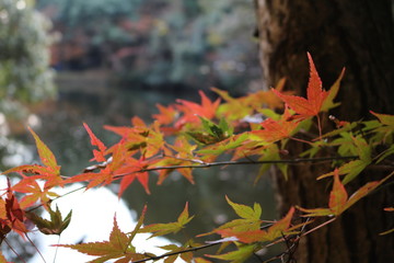 紅葉