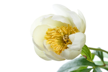 Delicate yellowish peony flower isolated on a white background.